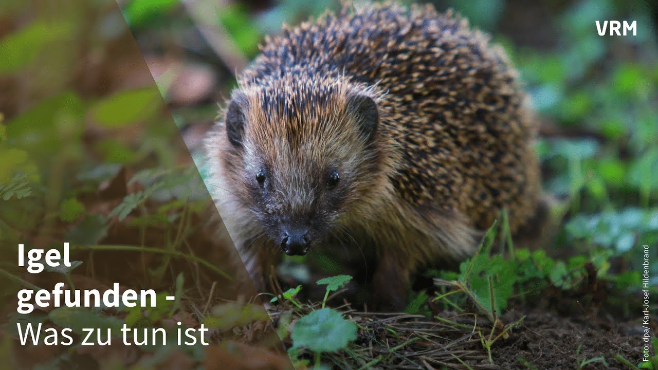 Igel gefunden - so k&ouml;nnt ihr helfen