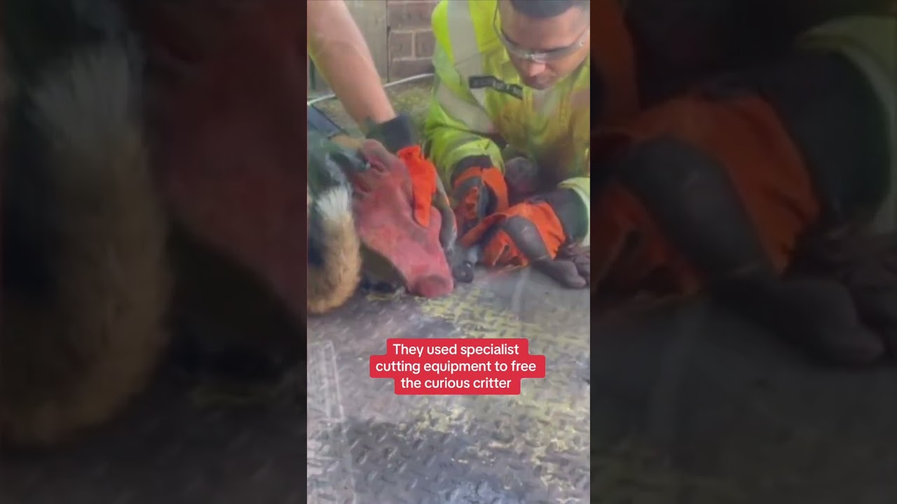 Fire crew frees fox who got her head stuck in a hole
