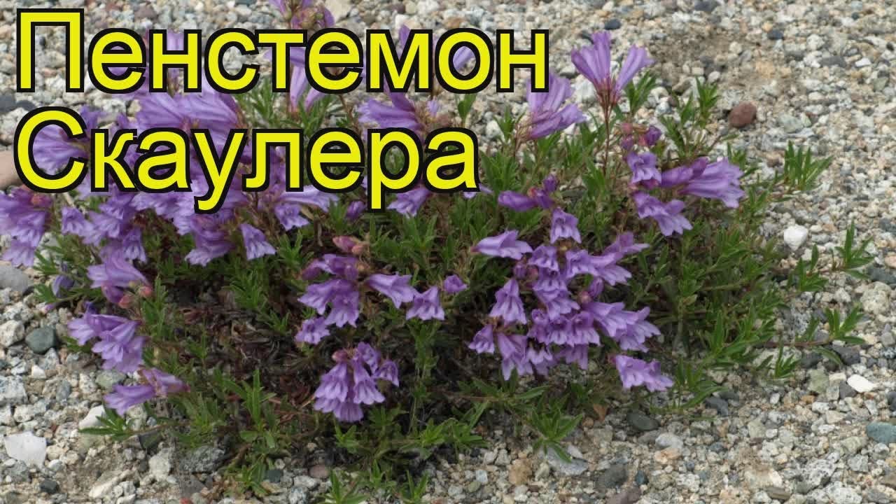 Пенстемон скаулера. Краткий обзор, описание характеристик, где купить penstemon scouleri