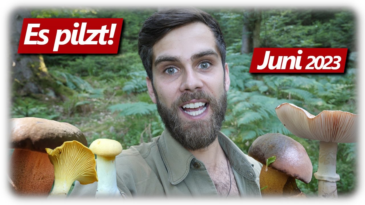 Pilze ohne Ende | Pfifferlinge, Perlpilze, Hexenröhrlinge | Pilze sammeln im Juni 2023