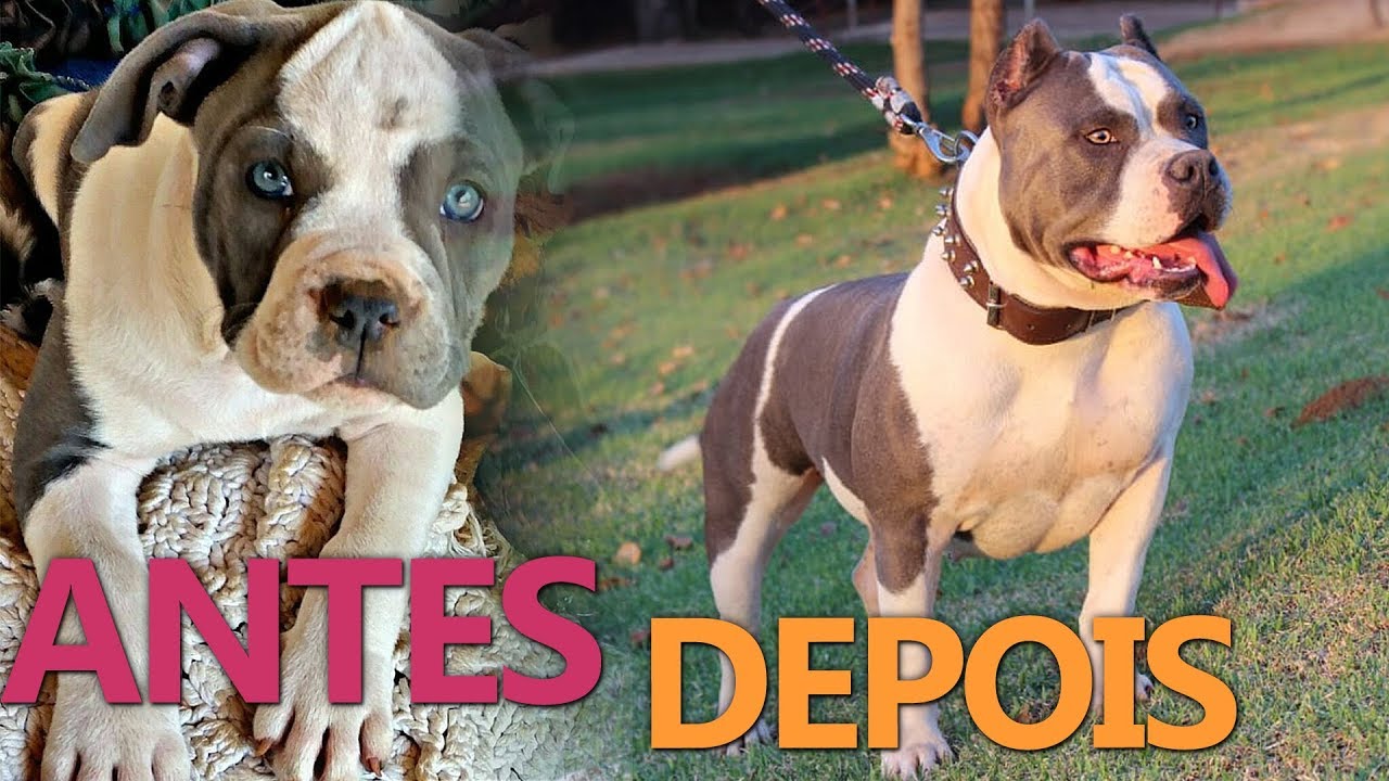 AMERICAN BULLY STANDARD EVOLUÇÃO | GAYA