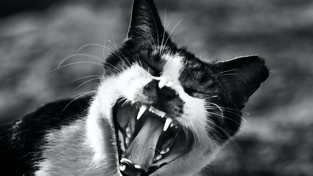 Angry Cat Sounds - This Cat Sounds Angry | Cat Sounds 🐱