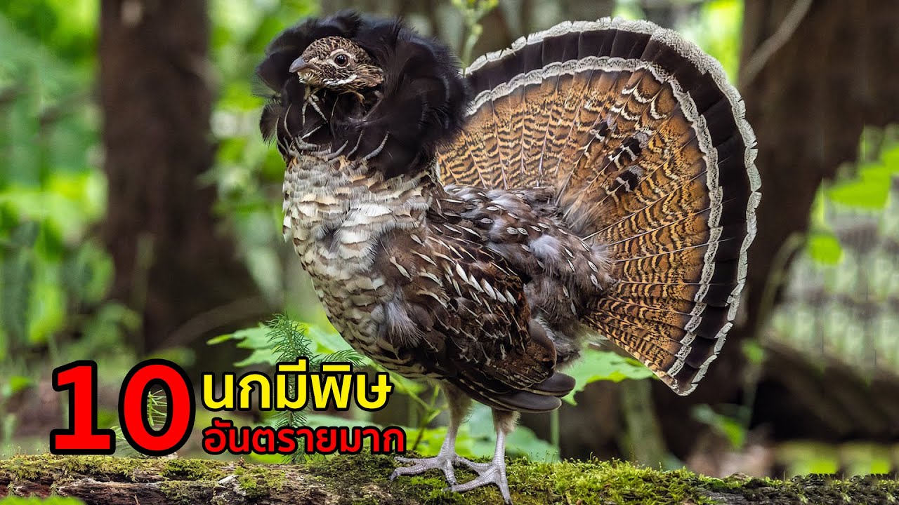 10 นกมีพิษ ที่คุณอาจไม่เคยรู้มาก่อน