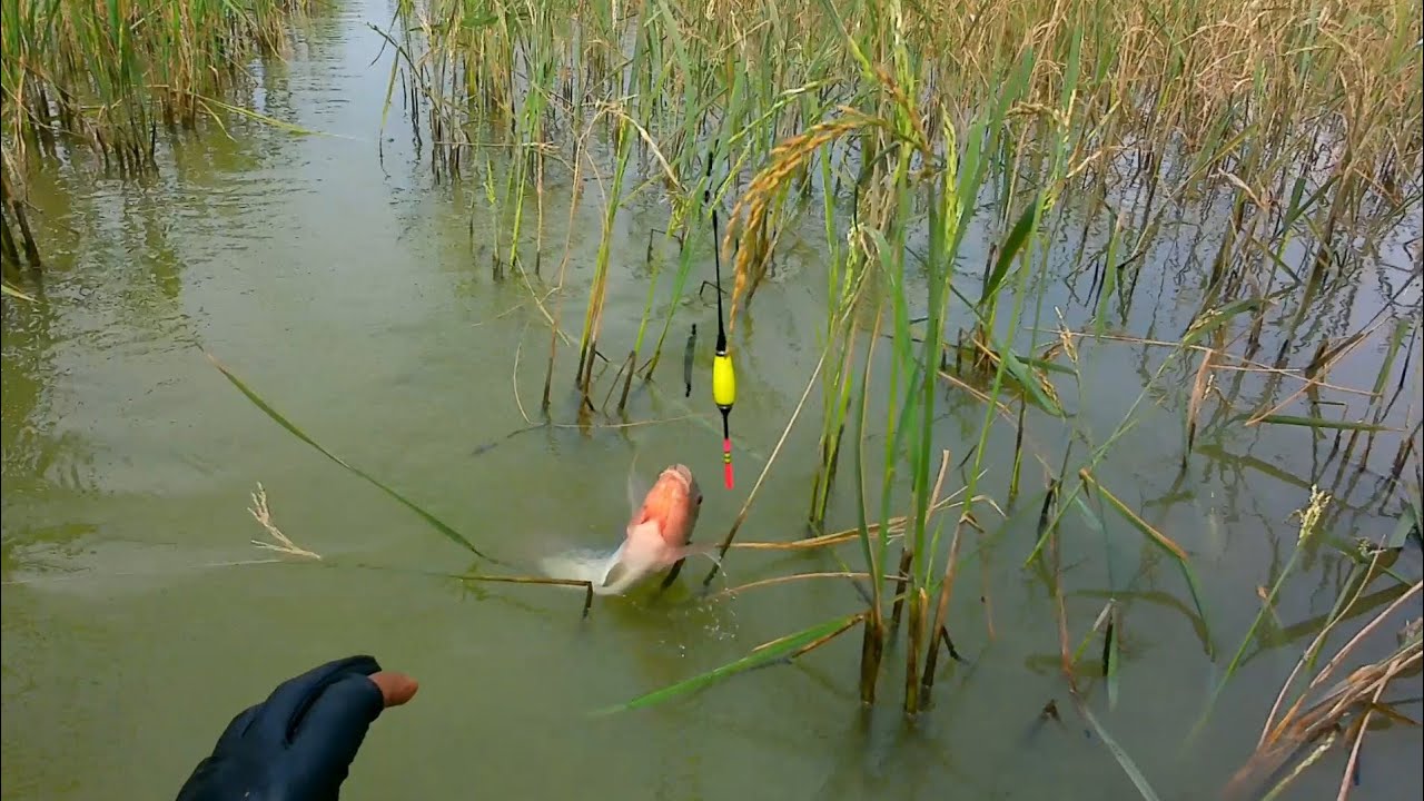 Ikan sebanyak ini, Nyasar ke lahan padi#AhmadHaikalMNB