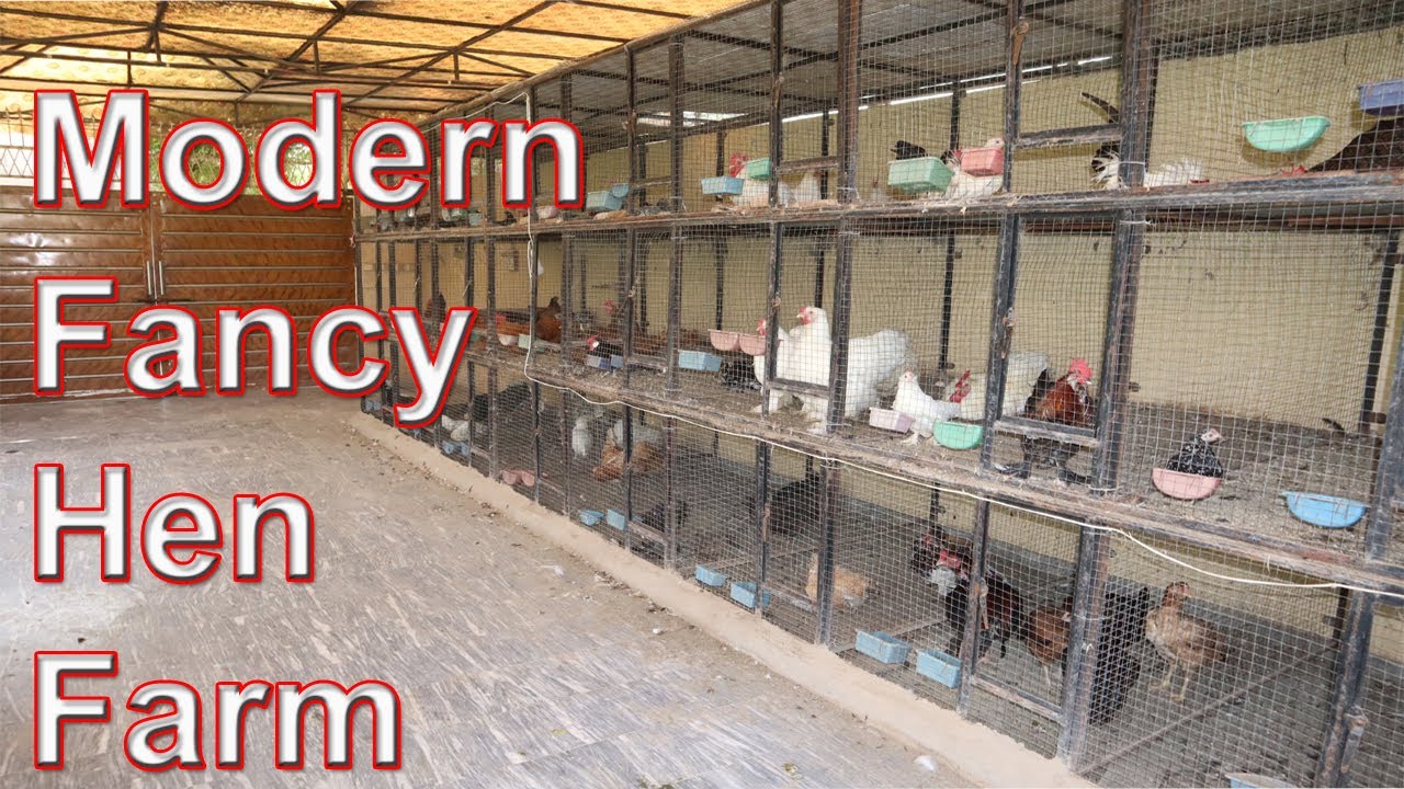 Biggest & Modern Fancy Hen Farm in Faisalabad | All Kind of Eggs | Chicks | Breeder Available