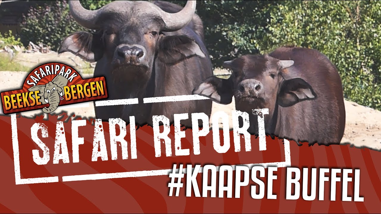 SAFARI REPORT | #70 KAAPSE BUFFEL