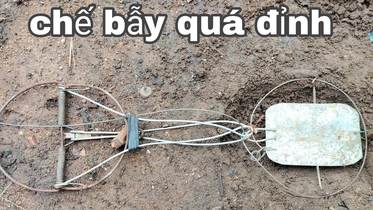 hướng dẫn chế bẫy chuột thành bẫy chồn bẫy mang hiệu quả 100% #thợrừngchếbẫy#