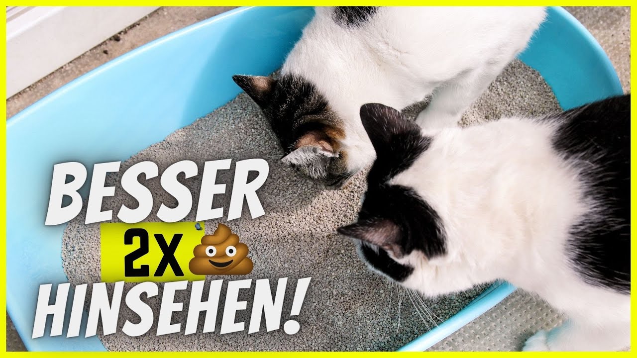Die 6 geheimen Botschaften von Katzen-Kot! 💩