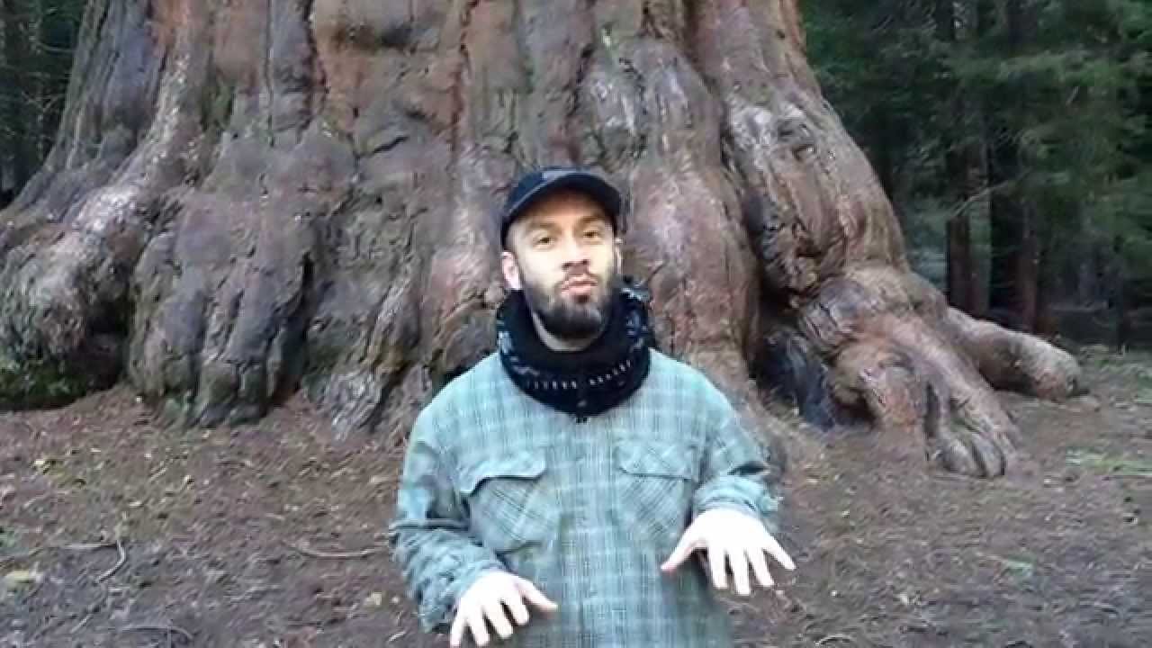 Sekoya Ağacı ve California Sekoya Milli Parkı