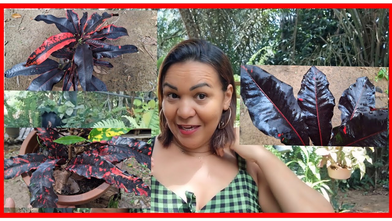 FOLHAGENS NEGRAS + VENDA DE CROTONS E VISUAL NOVO. MUITA COISA 🤭😍
