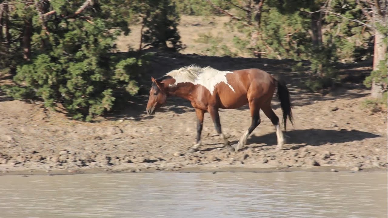 South Steens Wild Horses 2022