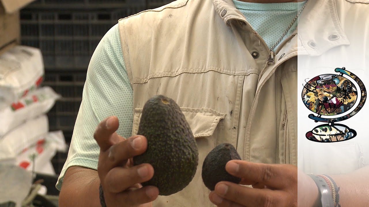 Is Our Hunger for Avocados Killing the Environment?