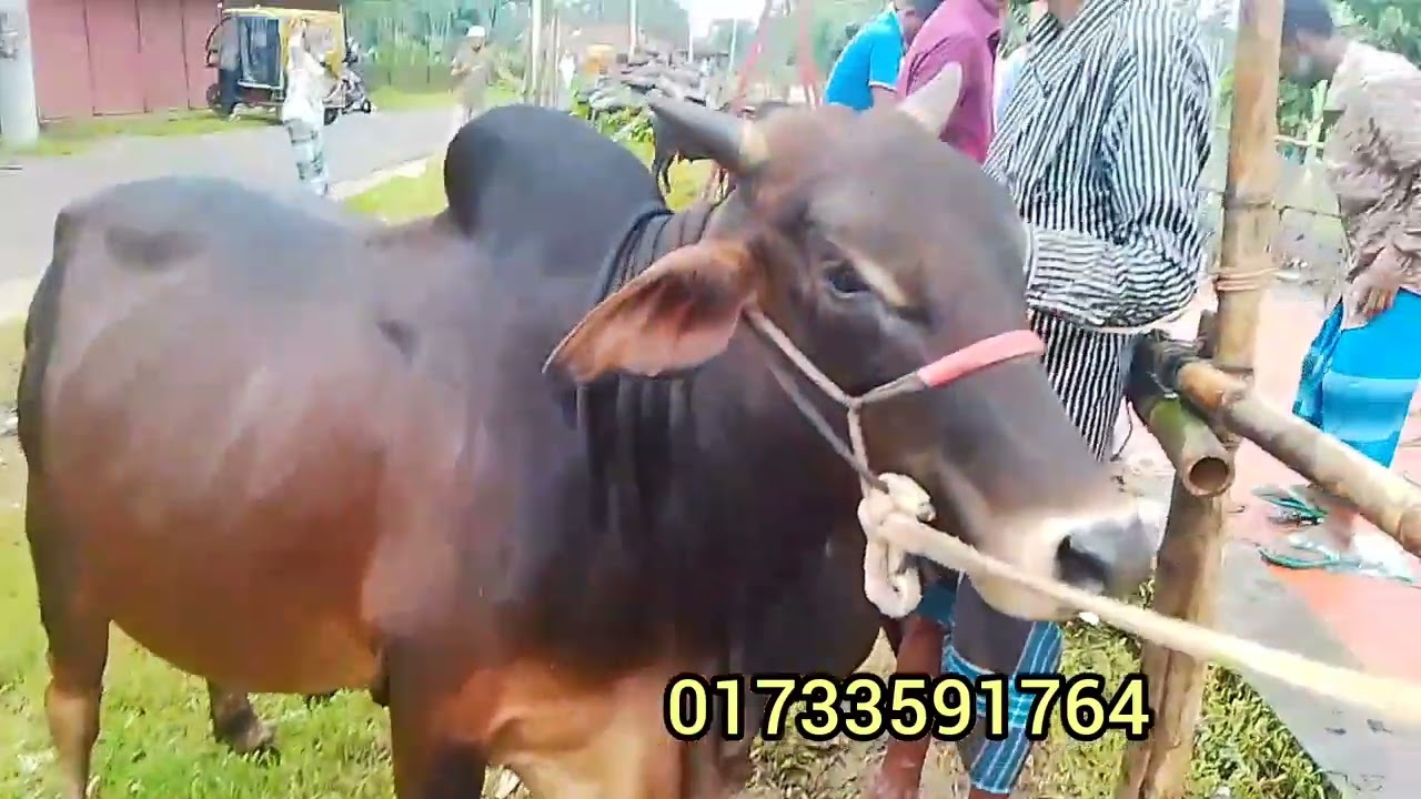 সিলেট কামাল বাজার গরুর হাট| দেখুন ষাড় গরুটি কি দামে বিক্রি হবে? 01.06.2025