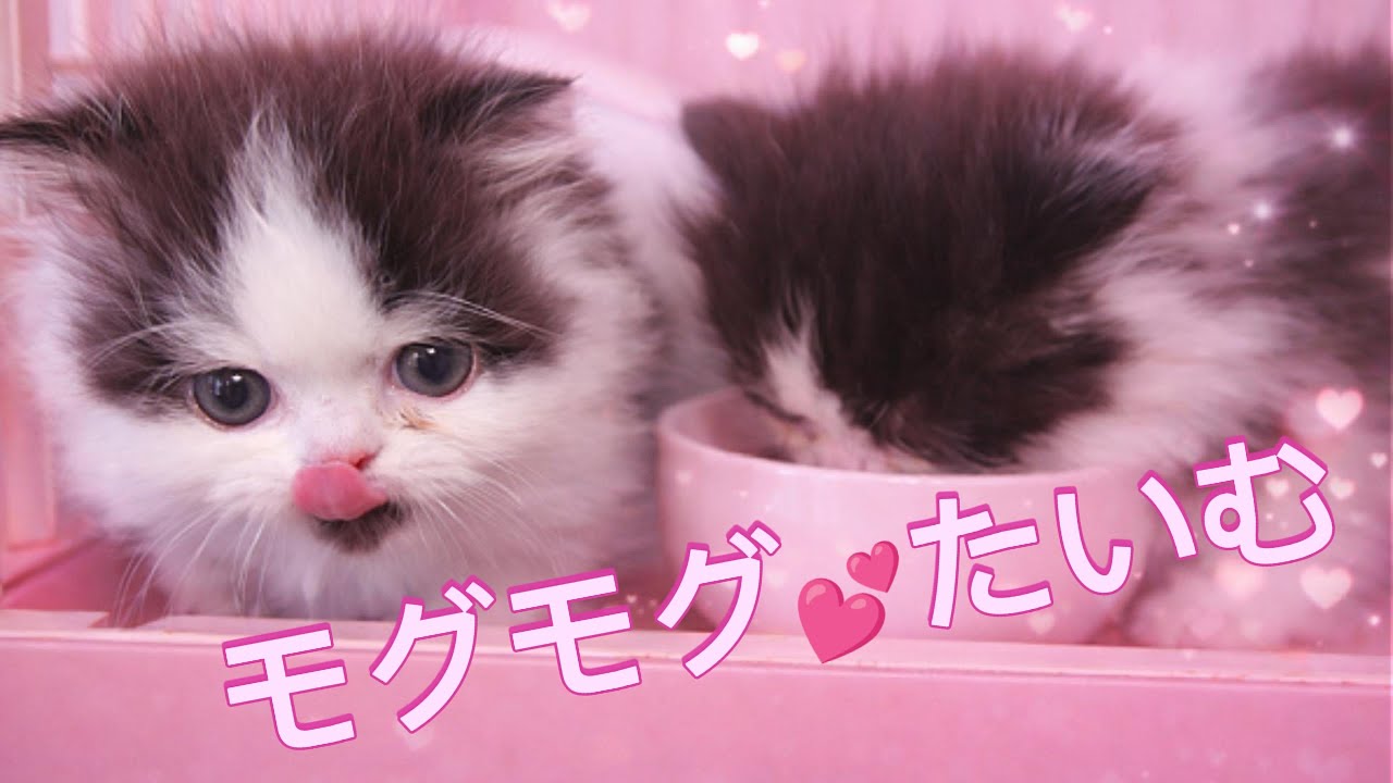 vol7 ケージの中の子猫たち |　ブリーダー猫舎の日常