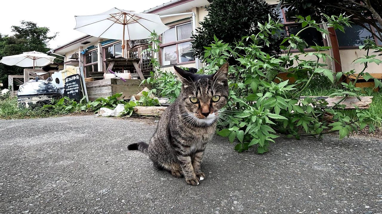 【田代島】【猫島】のんびり猫の日常はこんなものです