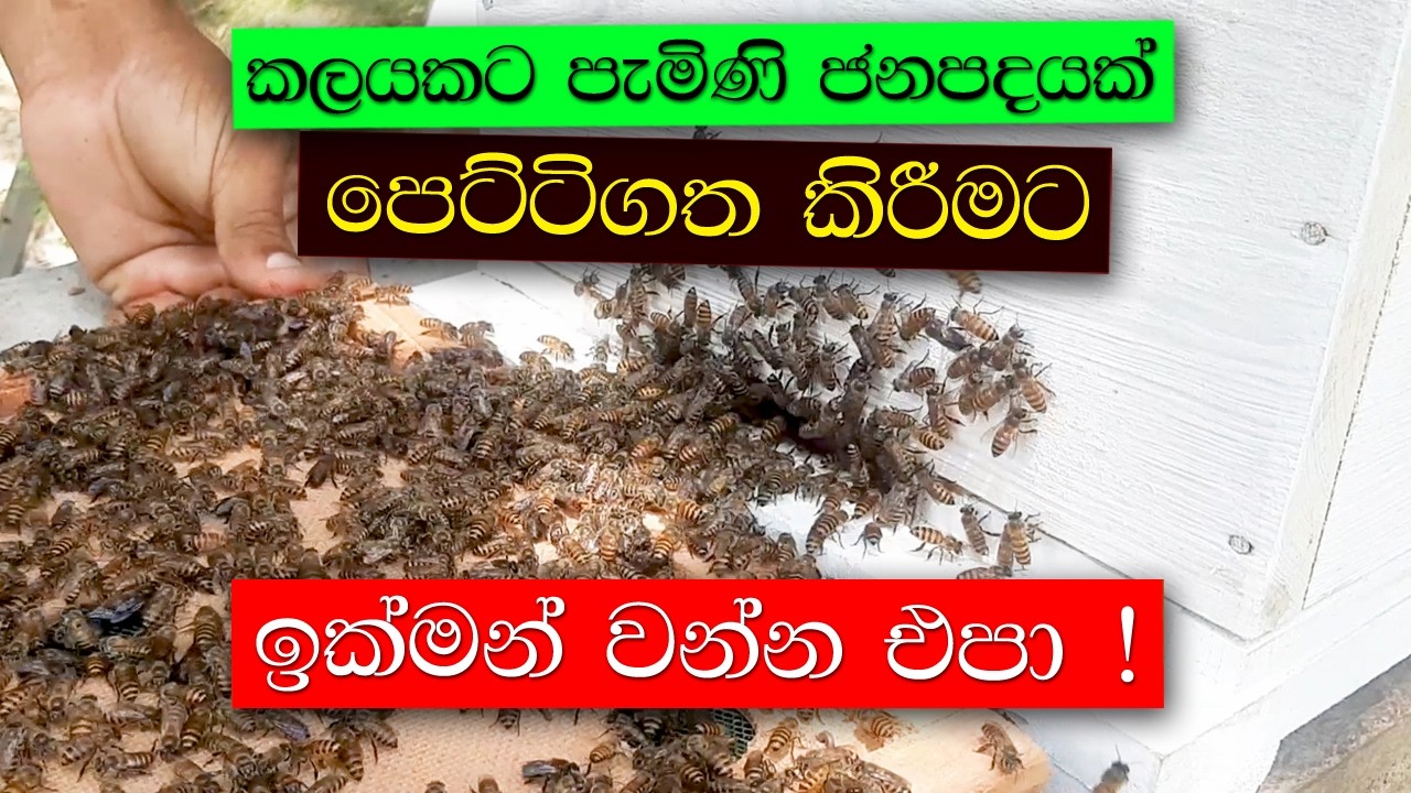 කලයකට පැමිණි ජනපදයක් පෙට්ටිගත කිරිමට සුදුසුම කාලය කුමක්ද ?