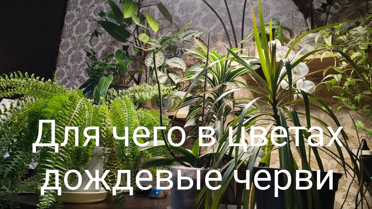 Комнатные Растения и Дождевые Черви#цветыдлядома #цветы #plants 