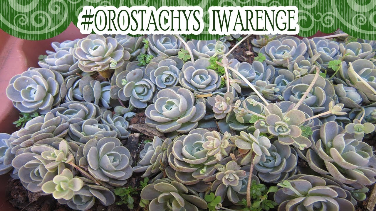#Suculentadodia! | Orostachys Iwarenge