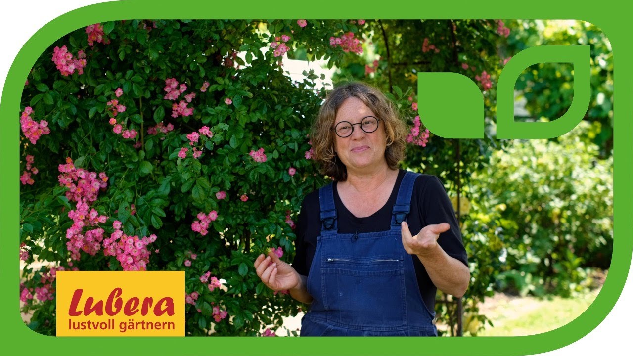 Blattläuse bekämpfen: Hausmittel und Nützlinge gegen Blattläuse 🍃