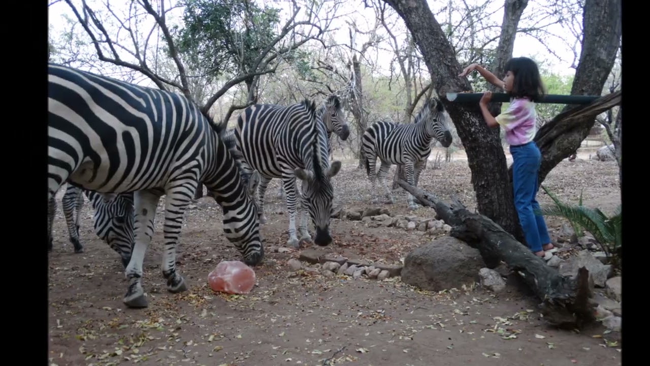 Marloth Park in South Africa, living between wild animals