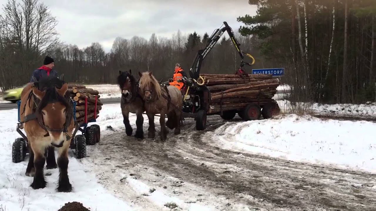 Martins Skogstjänst - Moderna Hästkrafter i Skogen