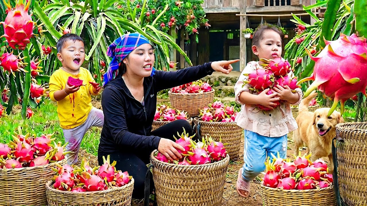 Harvesting Dragon Fruit with My Son to Sell at the Market