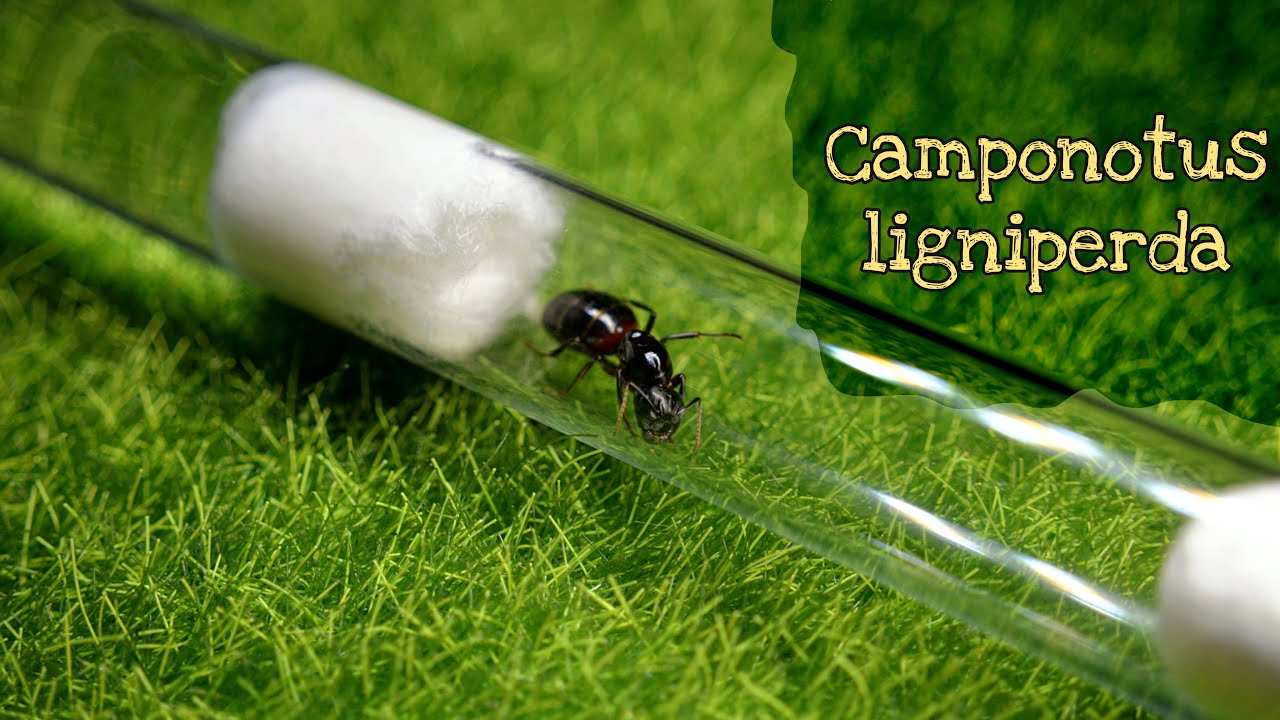 Camponotus ligniperda // обзор вида // AntKeeper