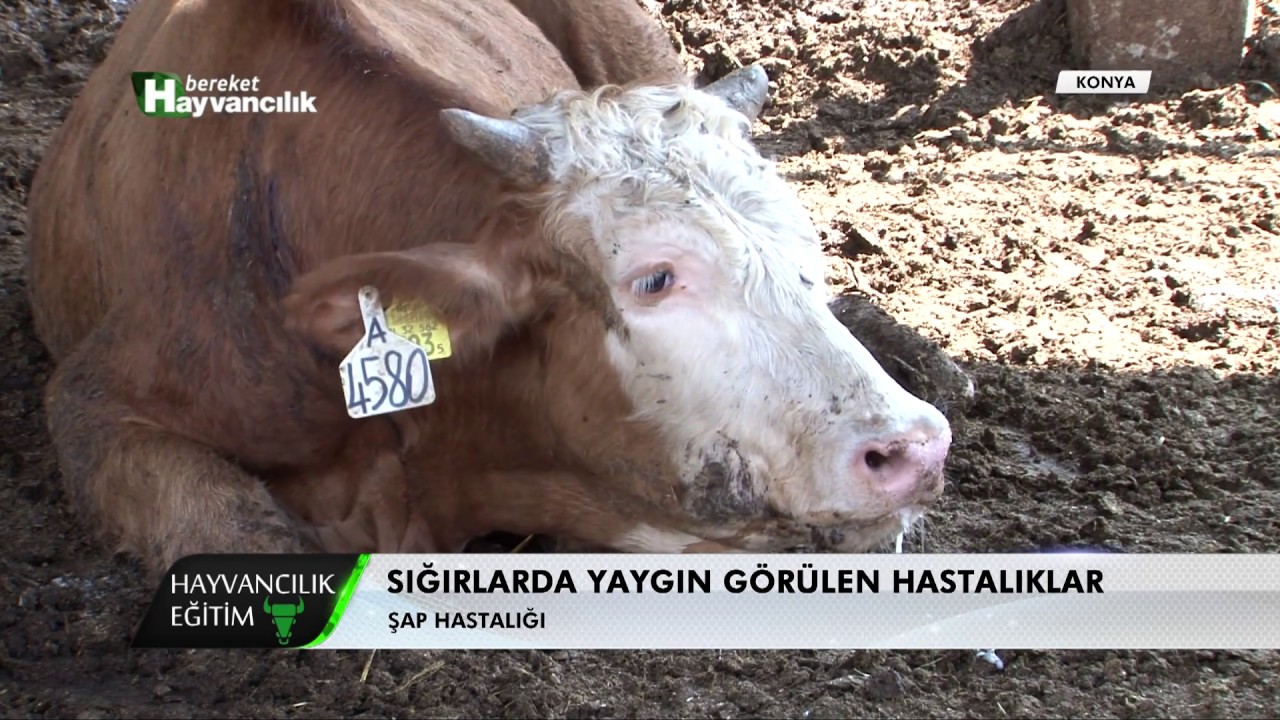 Hayvancılık Eğitim | Sığırlarda Yaygın Görülen Hastalıklar | Virüs Kaynaklı Hastalıklar