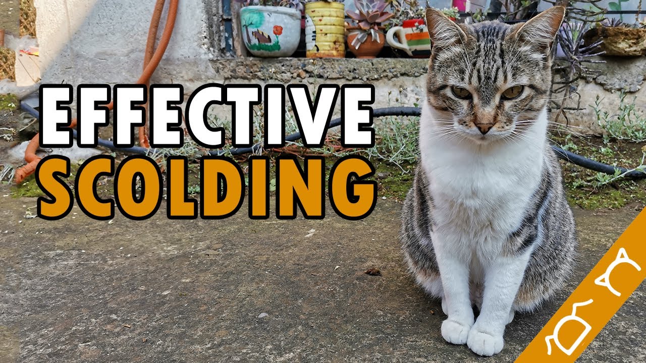 How To Scold A Cat | 5 Tips To Discipline A Cat Properly