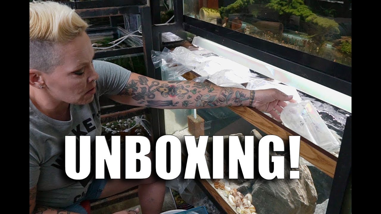 Getting my NEW fish in the MAIL! Unboxing and Acclimating