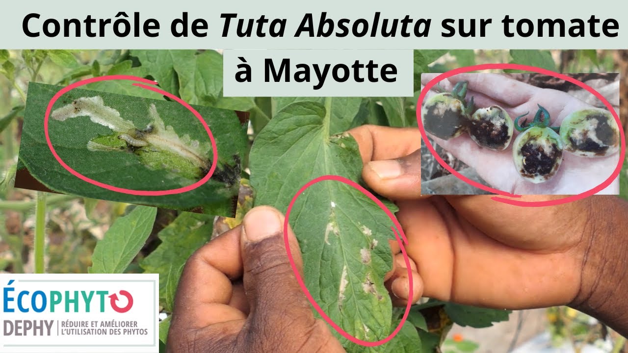 Réussir sa culture de tomate à Mayotte [1/3] : contrôle de Tuta Absoluta grâce à la prophylaxie