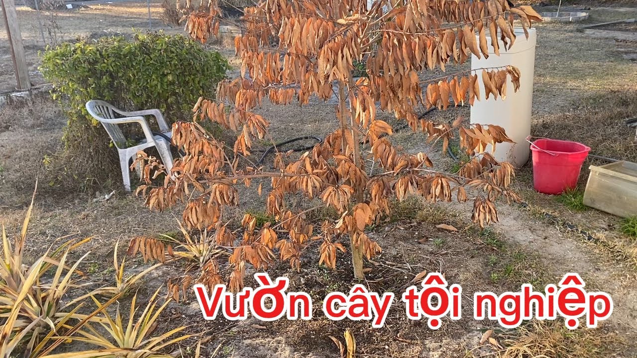 Làm sao những cây bị vàng thân khô lá sống lại 😥
