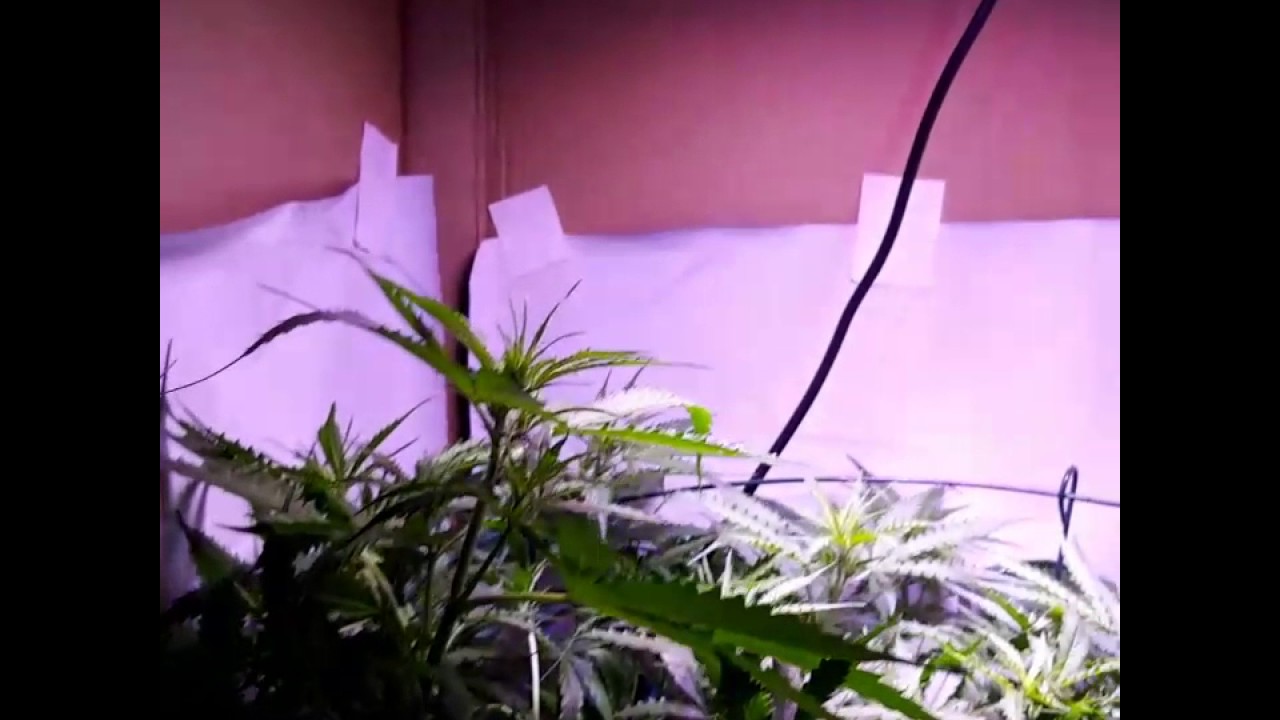 Day 41 auto ultimate Perfect Sun MINI cardboard box grow