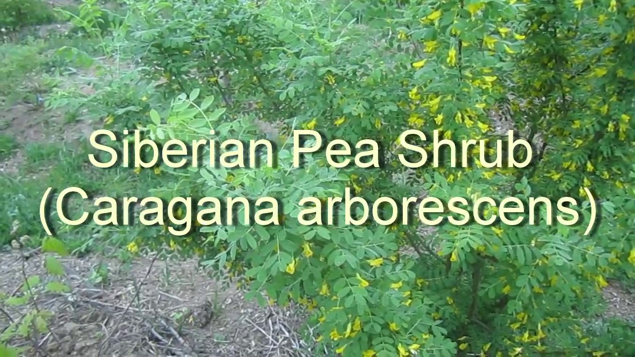 Siberian Pea Shrub: From Flower to Harvest