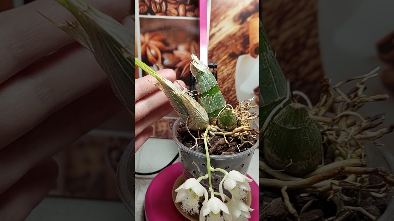 Clowesia grace Dun&times;rosea цветение .Clowesia rosea уход