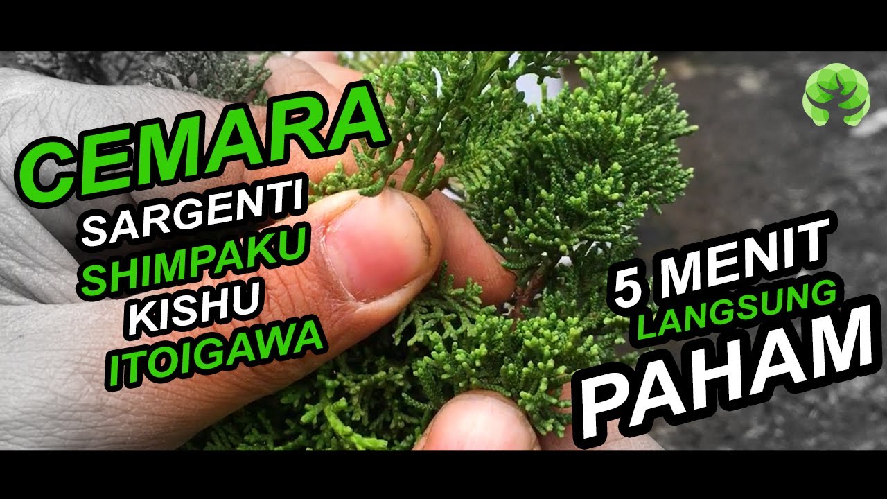 Perbedaan Cemara Sargenti, Shimpaku, Kishu, Itoigawa