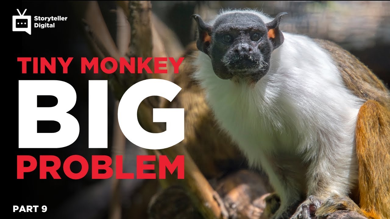 Amazon SOS: Adorable Monkeys vs. DESTRUCTION! Can Ecotourism Save the Day?