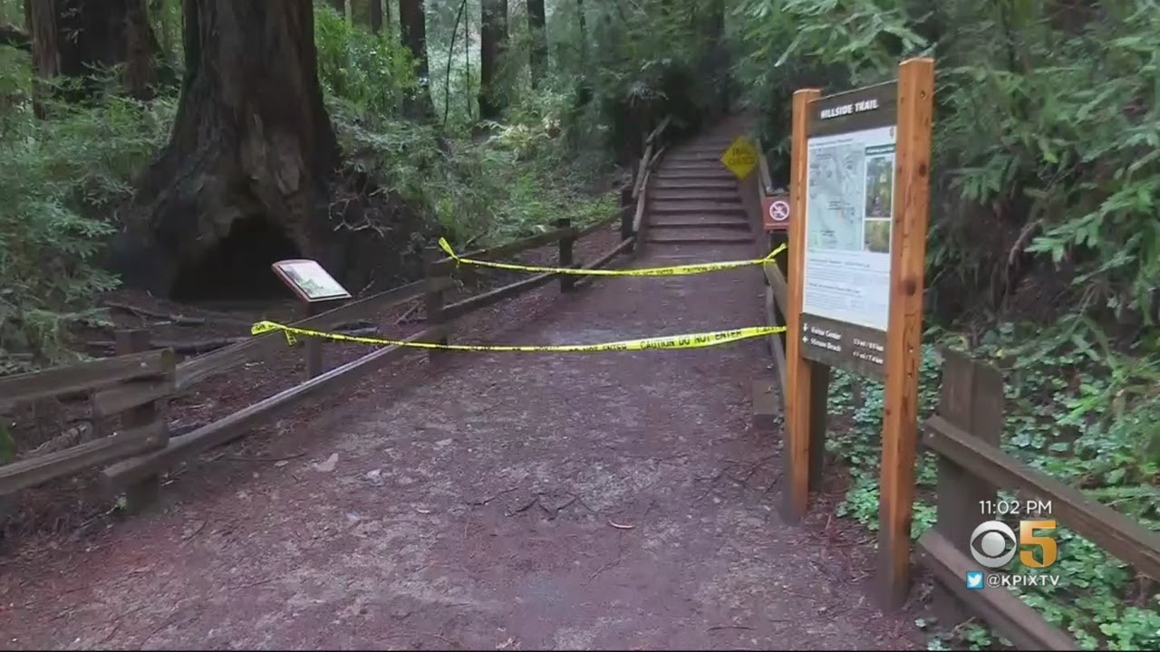 Man Dies When Tree Falls in Muir Woods