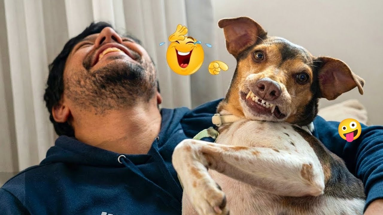 Only 1% Can Keep a Straight Face 😂🐕 Funny Dog Moments 2026