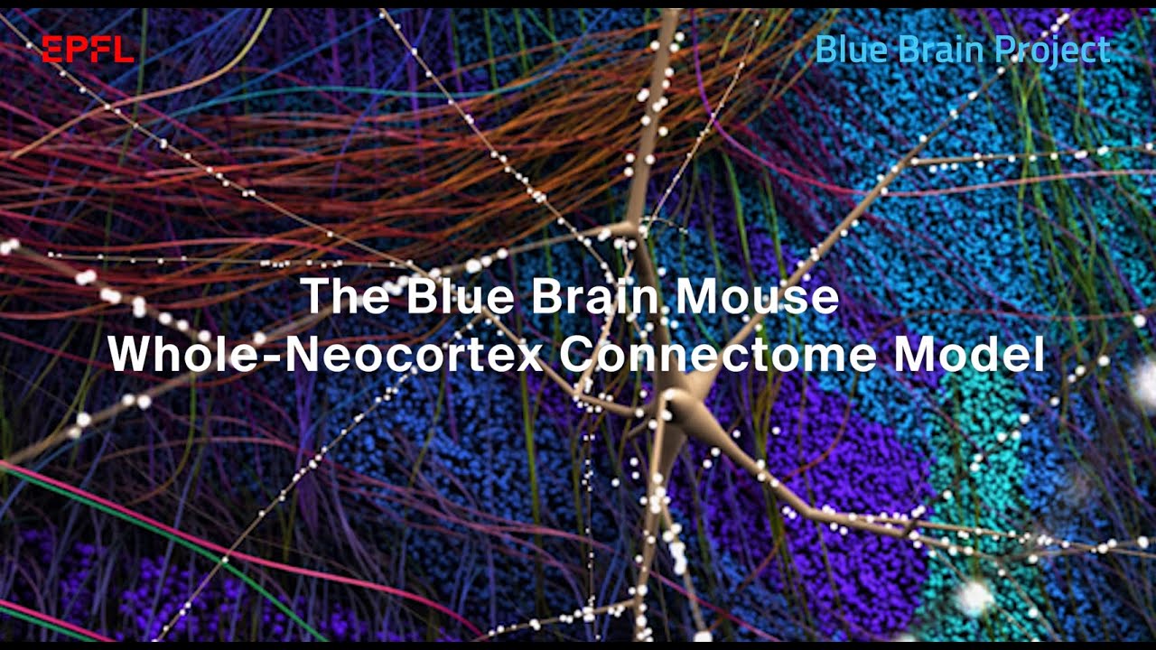 Blue Brain finds the secret to how neurons in the mouse neocortex form billions of connections