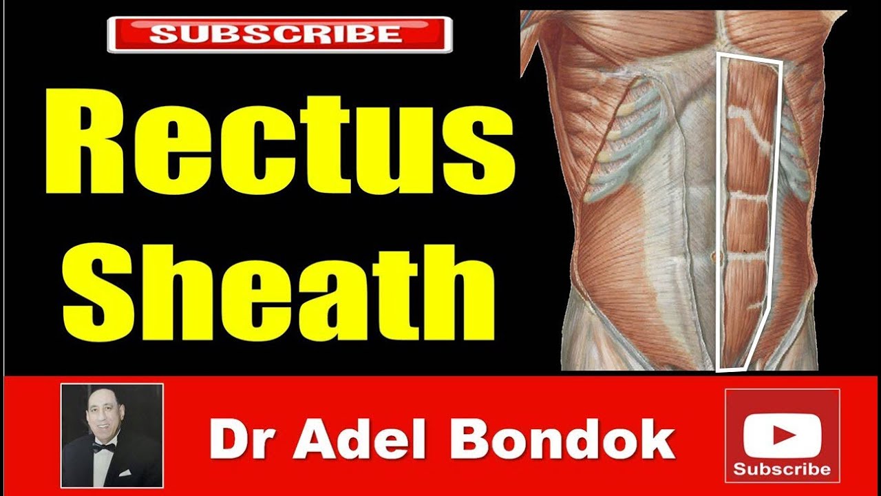 Rectus Sheath, Dr Adel Bondok Making Anatomy Easy