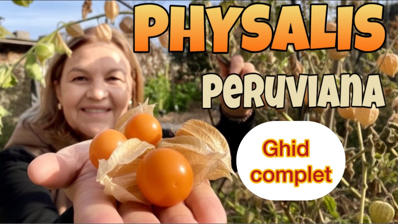 PHYSALIS: Fructul exotic cu preț de lux, crește și în grădina ta!