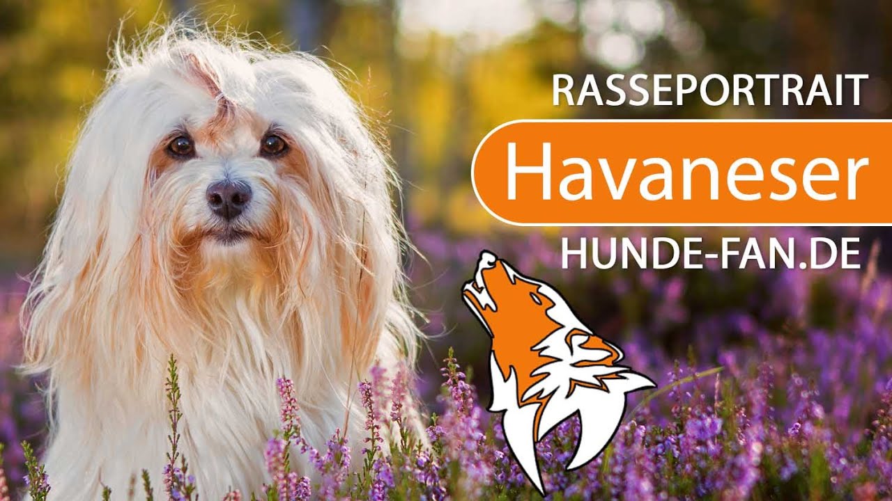 ► Havaneser [2019] Rasse, Aussehen & Charakter