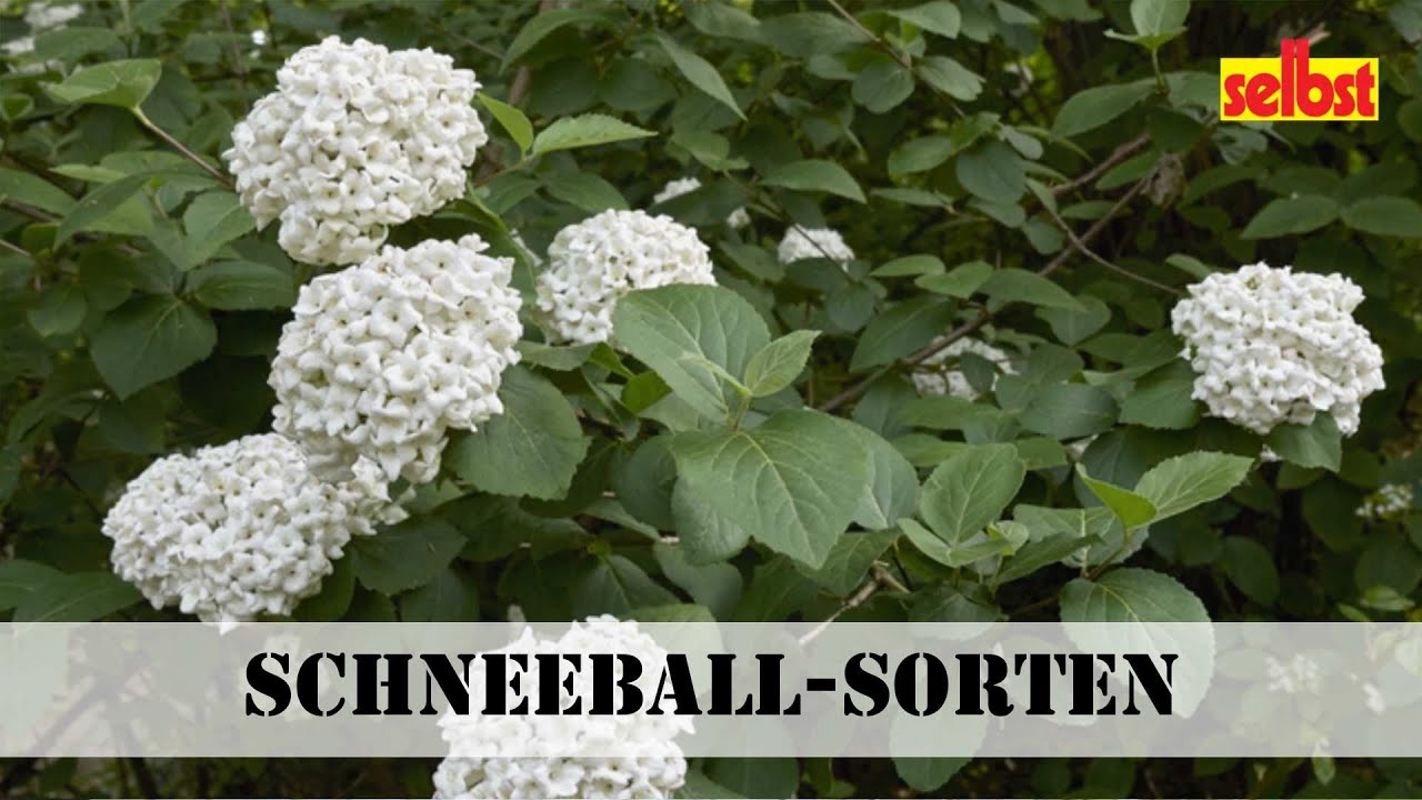 Schneeball-Sorten