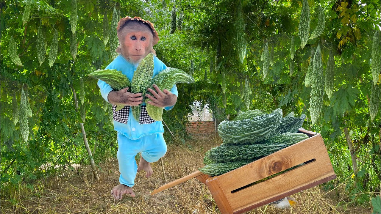 Enlist Cutis Farmer Harvests Bitter Melon To Avoid Theft - Go Market Sell