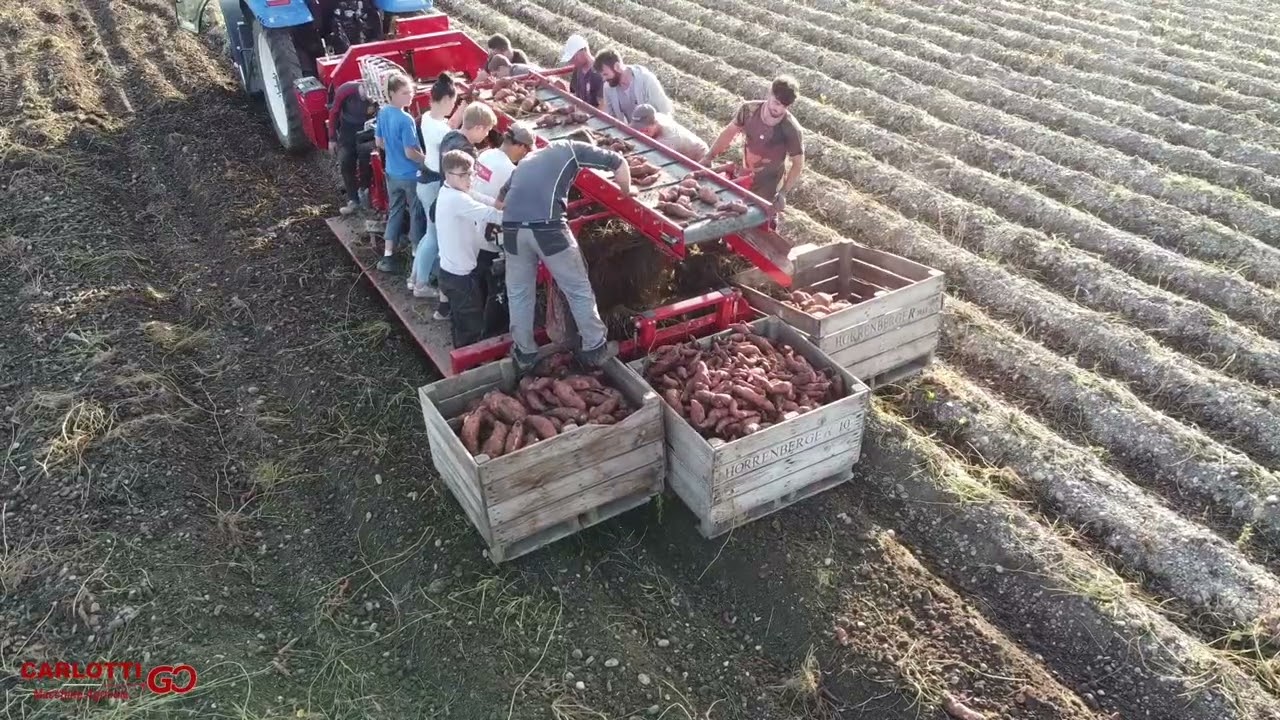 Raccoglitrice per patate dolci GREEN 1450-3M / Carlotti Macchine Agricole