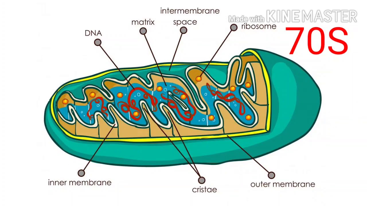 Semi autonomous organelles