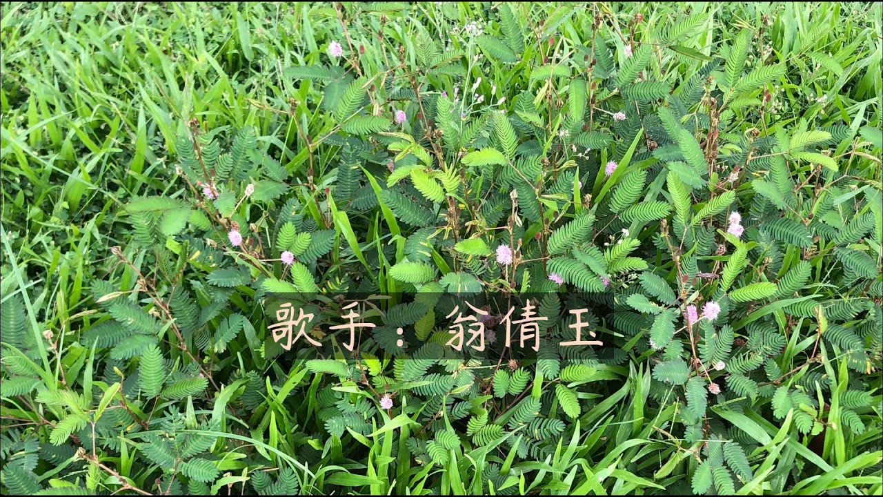 翁倩玉 - 含羞草