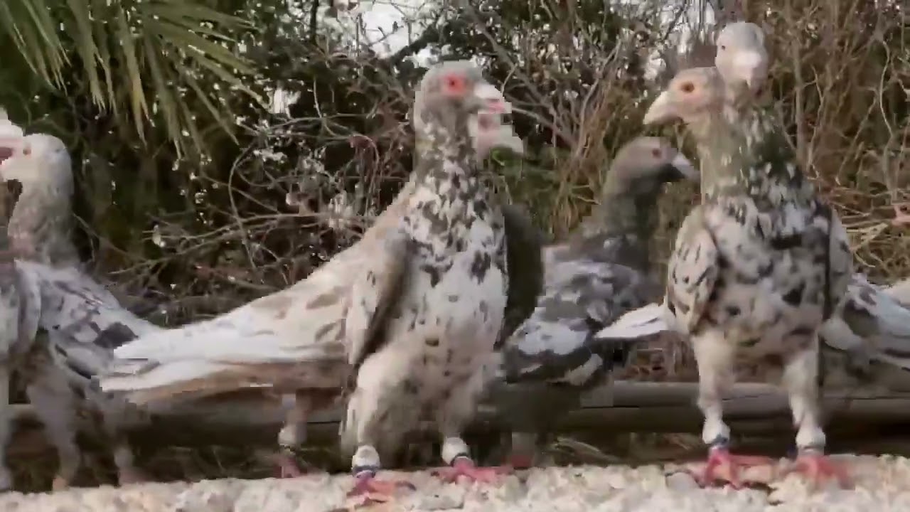 Almond Racing Pigeons- Rare Color Racing Pigeons