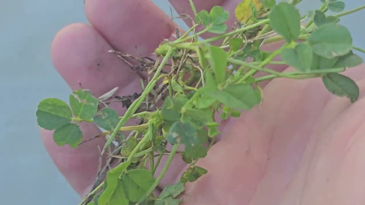 Weed ID In California Bermuda Grass Lawns